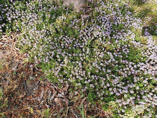 Foto - Grundst&uuml;ck in Brandenburg an der Havel