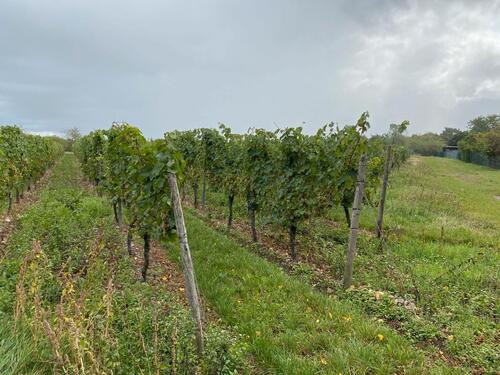 Foto - Weinberg in Gensingen zu verpachten