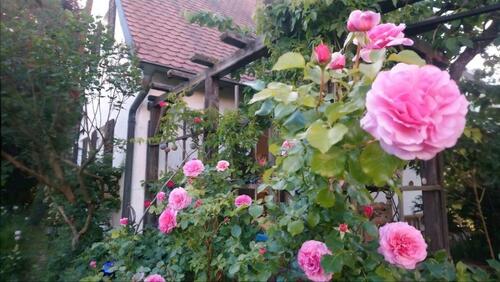 Foto - 1 WG Zimmer in 120 m² Haus mit Zaubergarten