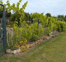 Kleingarten im Verein Rote Burg e.V. - Papendorf