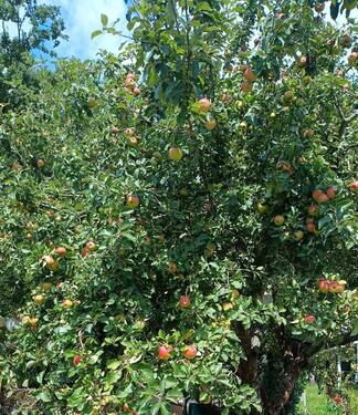 Foto - schöner großer Garten abzugeben