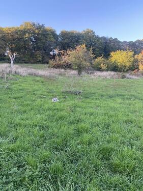 Foto - Grundstück in Groß-Umstadt - 999,00 EUR Kaltmiete, ca.  0,00 m²