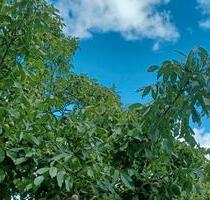 Heiligenwald, 3 ZKB - 500,00&nbsp;EUR Kaltmiete, ca.&nbsp; 80,00&nbsp;m&sup2; in Schiffweiler (PLZ: 66578)