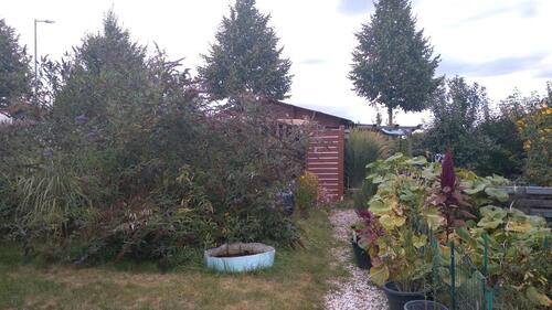 Foto - Schöner Kleingarten in Holzhausen Leipzig 300m2