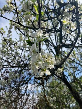 Foto - Grundstück zur Miete in Gotha