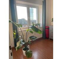 Wohnung 90 qm zur Untermiete für 2 Monate Juni+Juli Alsenstraße - Bochum Wiemelhausen