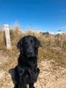 Foto - andere zur Miete in Sankt Peter-Ording