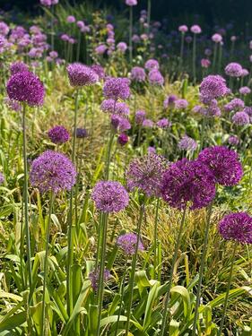 Foto - Laden Karoviertel Marktstraße ab August 26