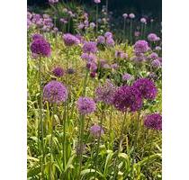 Laden Karoviertel Marktstraße ab August 26 - Hamburg Altona-Nord