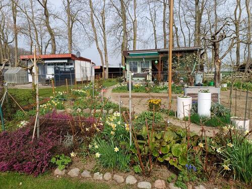 Foto - Gepflegter Kleingarten in Sommerfeld (Prohn)