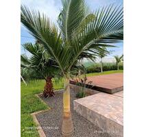 Bungalow-Juwel in Paraguay: zentral, ruhig & sofort bezugsfertig! - Bremen Osterholz