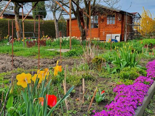 Foto - Pacht-Garten in Kleingartenanlage in Dresden-Seidnitz