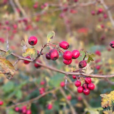 Foto - biete tiefgarage platz in swistal buschhoven