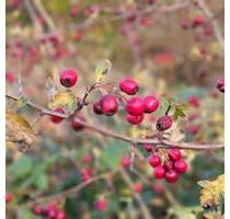 biete tiefgarage platz in swistal buschhoven - Bad Münstereifel