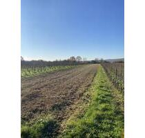 Weinbergsfläche in Oppenheim – gut erreichbar und vielseitig nutzbar