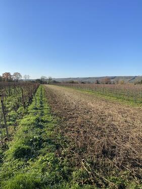 Foto - andere zur Miete in Oppenheim