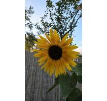 Große Garten Freiheit - 1.750,00 EUR Kaltmiete, ca.  0,00 m² in Brandenburg an der Havel (PLZ: 14776) Bahnhofsvorstadt