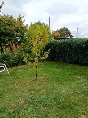 Foto - Garten in Borsdorf abzugeben - 500,00 EUR Kaltmiete, ca.  0,00 m²