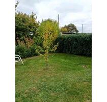 Garten in Borsdorf abzugeben - 500,00 EUR Kaltmiete, ca.  0,00 m² in Leipzig (PLZ: 04328) Ost