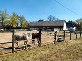 Foto - Einfamilienhaus in Königswinter zum Kaufen