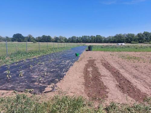 Foto - Grundst&uuml;ck in Potsdam zur Miete