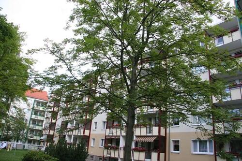 Foto - Den Kaßberg spüren...! 3 Zimmer mit Balkon