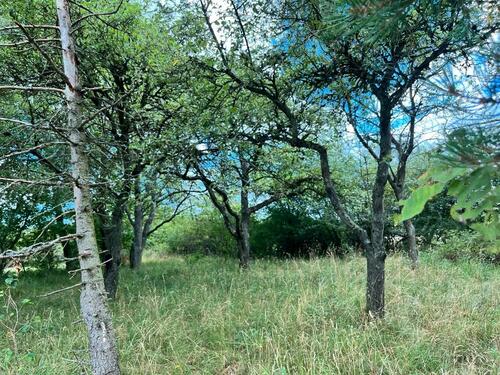 Foto - Grundstück in Tiefenbronn