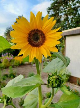Foto - Gartentraum in Butterlake (Sparte) – perfekt für Erholung
