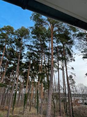 Foto - Urlaub in Bad Saarow 3min zum Strand mit Kindern und Hund