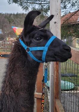 Foto - Ferienwohnung Allgäu Bayern - FaschingKarneval Schulferien frei