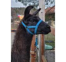 Ferienwohnung Allgäu Bayern - FaschingKarneval Schulferien frei - Fuchstal