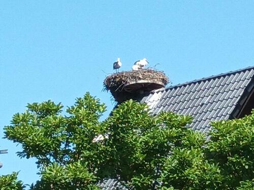 Foto - Terrassenwohnung, 3 Zimmer mit einzigartigem Blick über die Elbe