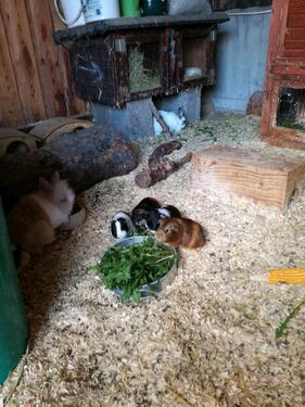 Foto - andere in Neustadt am Kulm zur Miete