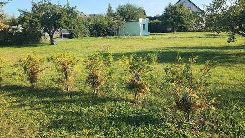 Foto - Grundst&uuml;ck in Könnern