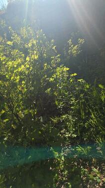 Foto - Grundst&uuml;ck zur Miete in Halle (Saale)