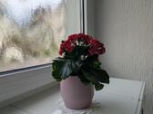 Foto - 
