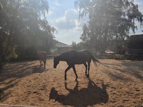 Foto - Die Pferde am Haus - 270.000,00&nbsp;EUR Kaufpreis, ca.&nbsp; 140,00&nbsp;m&sup2;