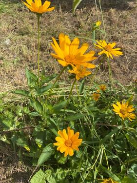 Foto - Grundst&uuml;ck in Bad Liebenwerda