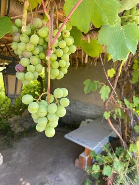 Foto - Grundst&uuml;ck in Bad Liebenwerda zur Miete