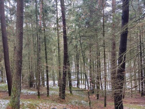 Foto - Grundst&uuml;ck in Wörth an der Donau