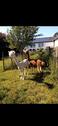 Foto - Ferienwohnung, Ferienhaus , Mobilheim , Urlaub auf dem Bauernhof