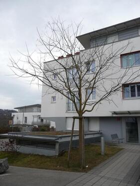 Foto - 4 Zimmer Erdgeschoßwohnung zur Miete in Esslingen am Neckar