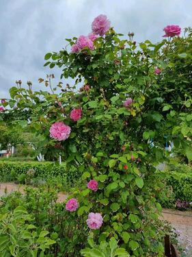 Foto - Grundstück in Mönchengladbach zur Miete