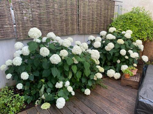 Foto - 4 Zimmer Etagenwohnung zum Kaufen in Bingen am Rhein