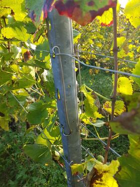 Foto - Reben zu verpachten VHB - 870,00 EUR Kaltmiete, ca.  0,00 m²