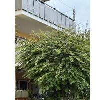 Wohnung, ohne Provision - 330.000,00 EUR Kaufpreis, in Leutkirch im Allgäu (PLZ: 88299)