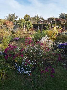 Foto - Kleingarten im KGV Fortschritt Lindenau abzugeben