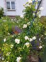 Foto - Grundst&uuml;ck zur Miete in Dessau-Roßlau
