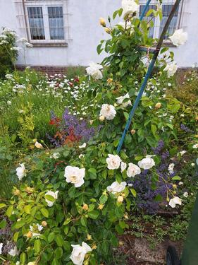 Foto - Grundst&uuml;ck zur Miete in Dessau-Roßlau