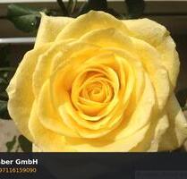 Schöne, helle 4-Raumwohnung in Jeßnitz - Raguhn-Jeßnitz Jeßnitz (Anhalt)